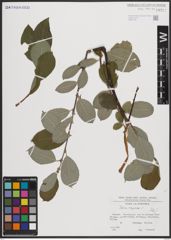 Foto von Salix caprea L.